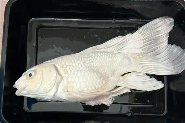 台湾蝴蝶鲤的产地，主产于台湾省的嘉义、花莲等地方