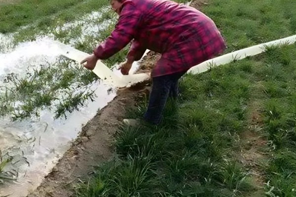 小麦浇返青水要注意什么，对于长势弱的麦苗需要早浇