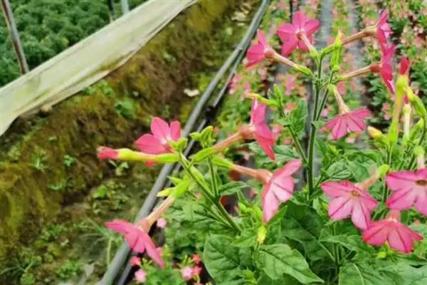 花烟草是否耐寒，温度低于0℃时会被冻死