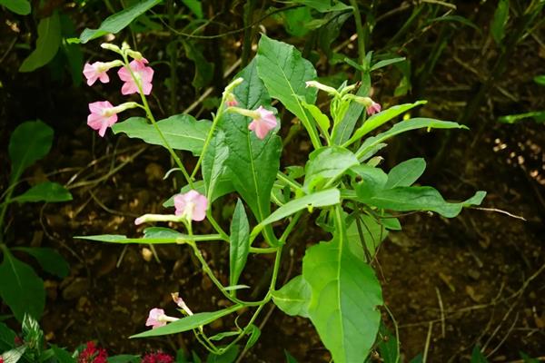 花烟草是否耐寒，温度低于0℃时会被冻死
