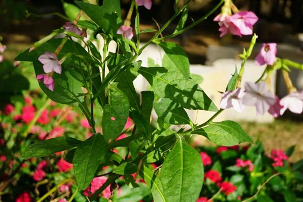 花烟草是否耐寒，温度低于0℃时会被冻死