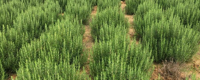 迷迭香如何种植，幼苗期要用浇灌的方式进行浇水