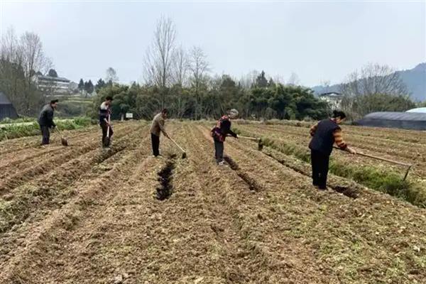 迷迭香如何种植，幼苗期要用浇灌的方式进行浇水