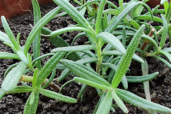 迷迭香如何种植，幼苗期要用浇灌的方式进行浇水