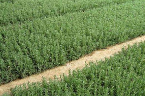 迷迭香如何种植，幼苗期要用浇灌的方式进行浇水