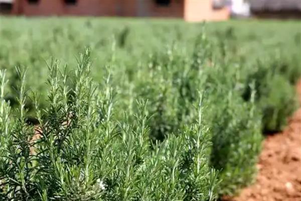 迷迭香如何种植，幼苗期要用浇灌的方式进行浇水