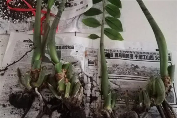 金钱树如何块茎繁殖，通常在春秋季进行