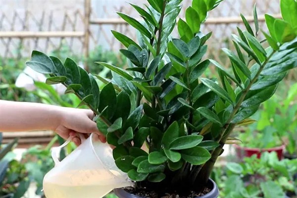 金钱树如何块茎繁殖，通常在春秋季进行