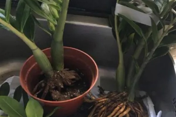 金钱树如何块茎繁殖，通常在春秋季进行