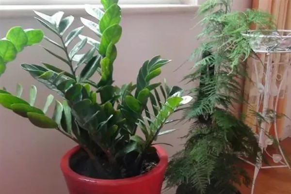 金钱树如何块茎繁殖，通常在春秋季进行