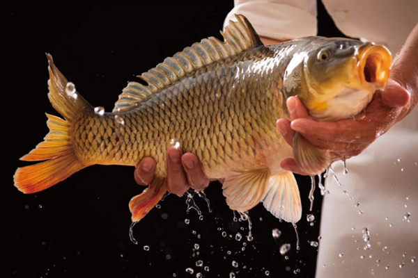 小河中有没有鲤鱼，会栖息在河流、池塘、湖库等水域中
