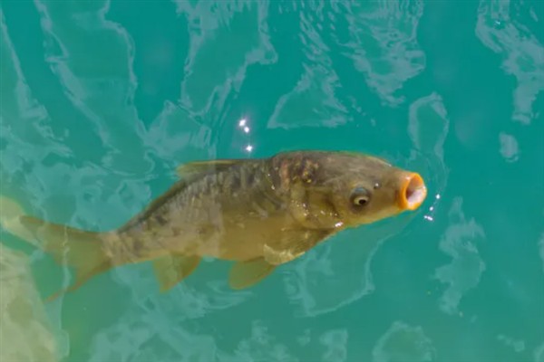 小河中有没有鲤鱼，会栖息在河流、池塘、湖库等水域中