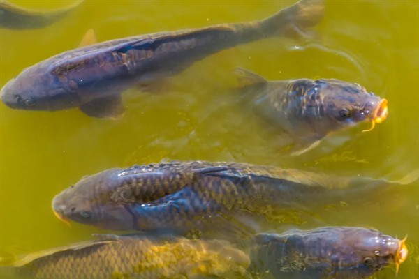小河中有没有鲤鱼，会栖息在河流、池塘、湖库等水域中
