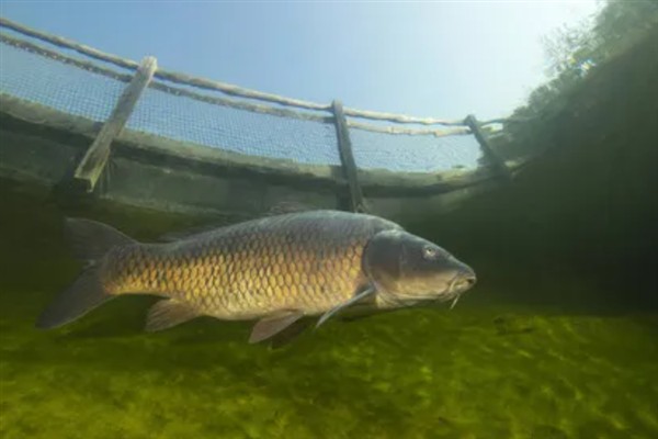 小河中有没有鲤鱼，会栖息在河流、池塘、湖库等水域中