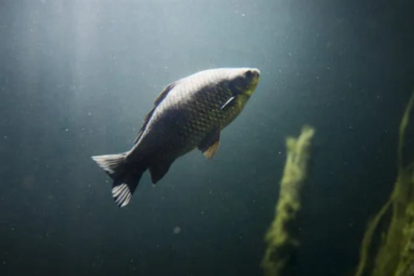 小河中有没有鲤鱼，会栖息在河流、池塘、湖库等水域中