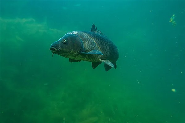小河中有没有鲤鱼，会栖息在河流、池塘、湖库等水域中