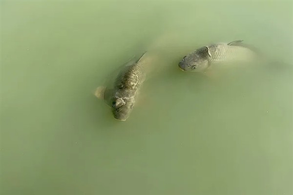小河中有没有鲤鱼，会栖息在河流、池塘、湖库等水域中