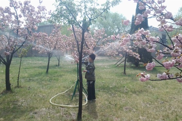 永福樱花的开放时间，花期多为1-2月份