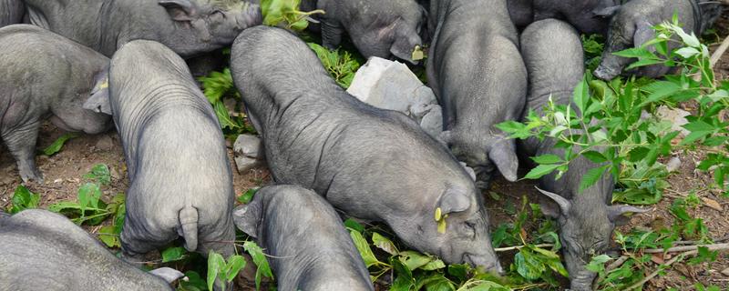 广西环江毛南族自治县的特产，有环江香猪、环江香牛等