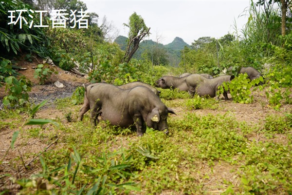广西环江毛南族自治县的特产，有环江香猪、环江香牛等