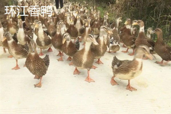 广西环江毛南族自治县的特产，有环江香猪、环江香牛等