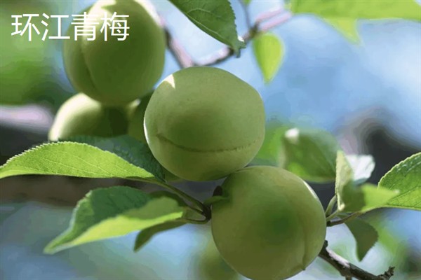 广西环江毛南族自治县的特产，有环江香猪、环江香牛等