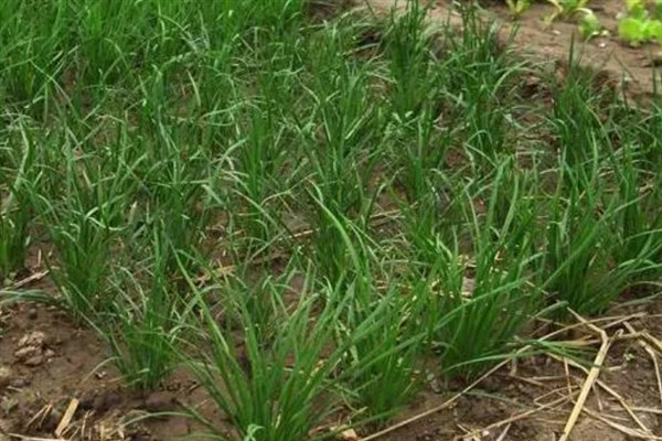 为什么韭菜三年就要重新种，种植时间太长影响生长速度