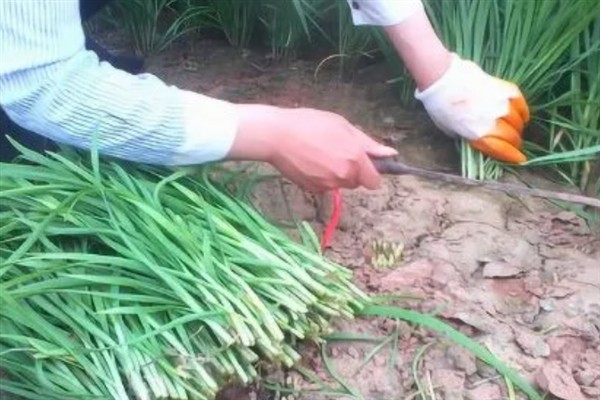 为什么韭菜三年就要重新种，种植时间太长影响生长速度