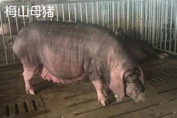 梅山母猪和太湖母猪的区别，没有太大的区别