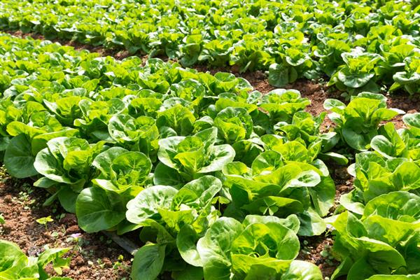 白菜能重茬种吗，白菜不可以重茬种