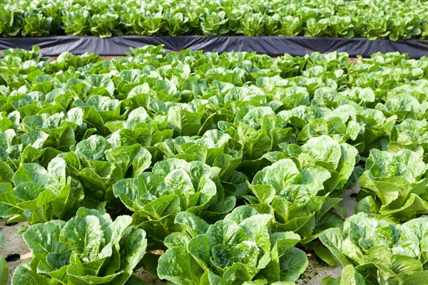 白菜能重茬种吗，白菜不可以重茬种