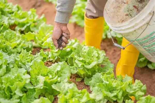 白菜能重茬种吗，白菜不可以重茬种
