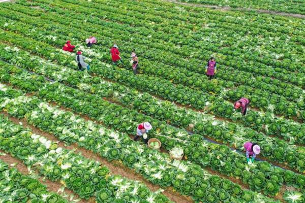 白菜能重茬种吗，白菜不可以重茬种