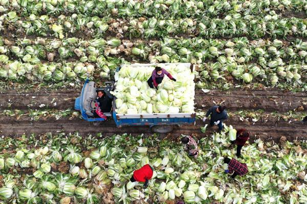 白菜能重茬种吗，白菜不可以重茬种