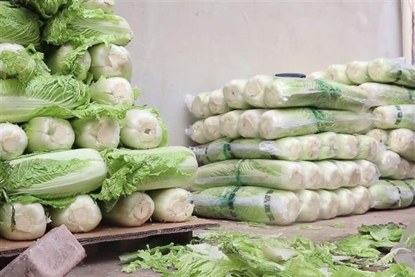 白菜能重茬种吗，白菜不可以重茬种