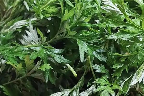 艾草能不能驱蚊，艾草能驱蚊