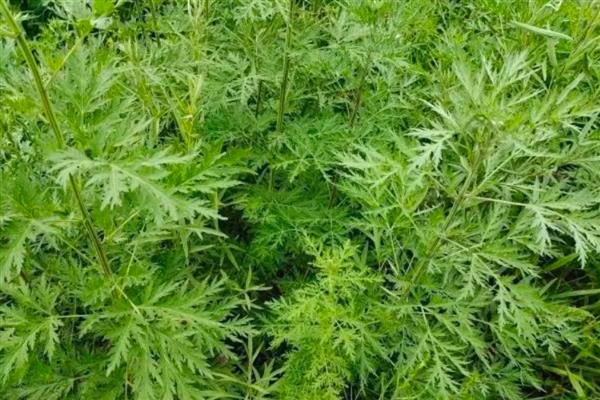 艾草能不能驱蚊，艾草能驱蚊