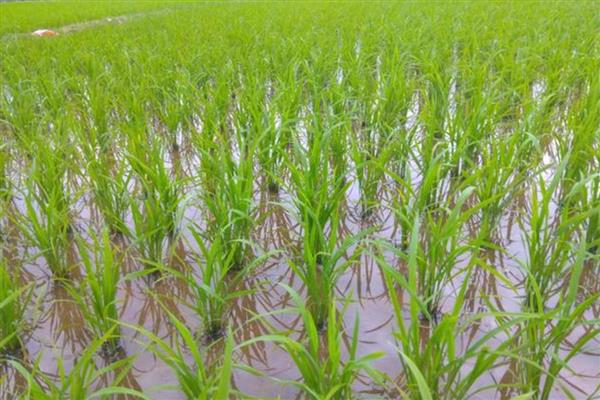 水稻秧苗的适宜温度，一叶一心期不宜超过28℃