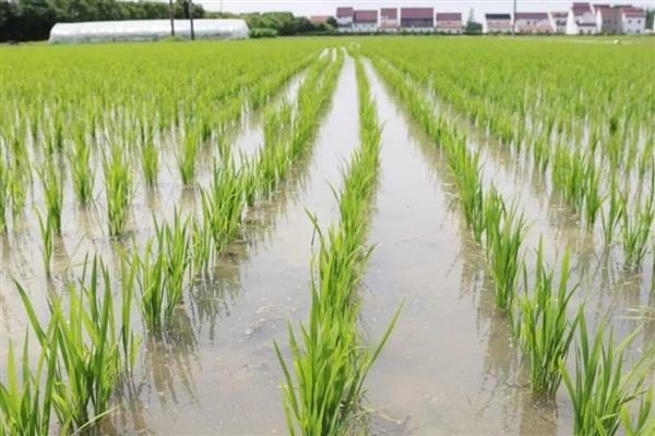 水稻秧苗的适宜温度，一叶一心期不宜超过28℃