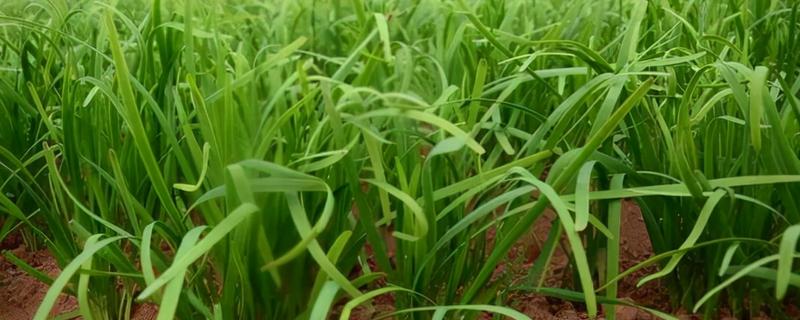 为什么韭菜三年就要重新种，种植时间太长影响生长速度