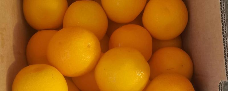 南非橙的产地，原产地是南非