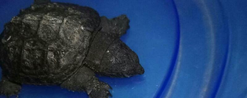 鳄龟身上出现白色溃烂怎么办，患上水霉病可用盐水进行药浴
