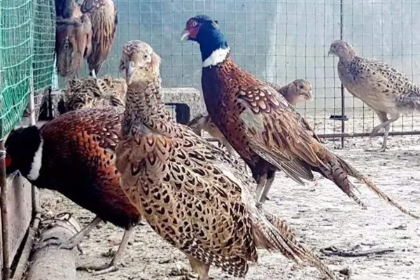 七彩山鸡怎么养殖，夏季主喂新鲜的草料