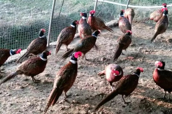 七彩山鸡怎么养殖，夏季主喂新鲜的草料