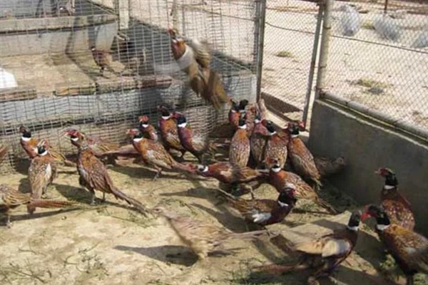 七彩山鸡怎么养殖，夏季主喂新鲜的草料