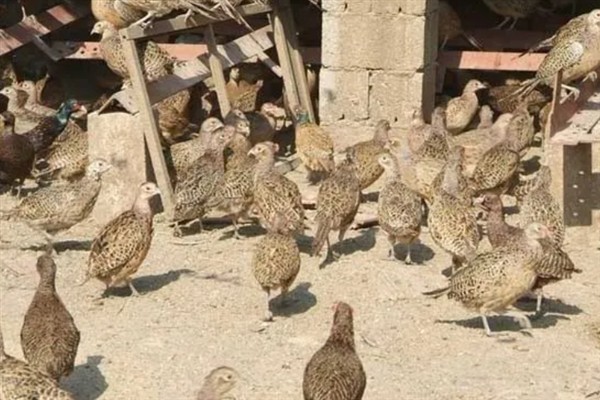 七彩山鸡怎么养殖，夏季主喂新鲜的草料