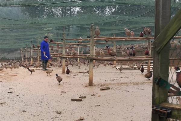七彩山鸡怎么养殖，夏季主喂新鲜的草料