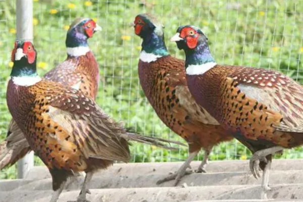 七彩山鸡怎么养殖，夏季主喂新鲜的草料