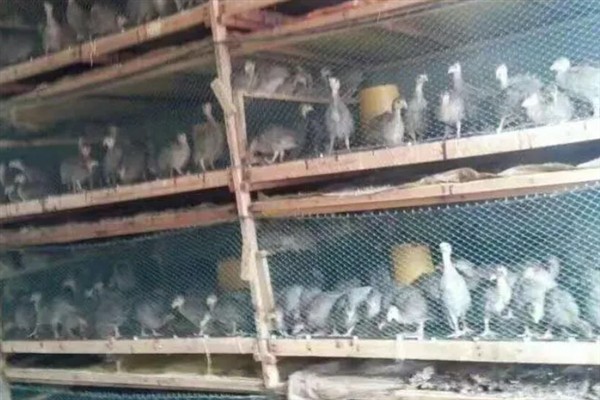 七彩山鸡怎么养殖，夏季主喂新鲜的草料