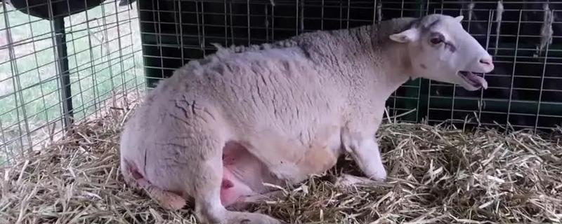 母羊产后多久能打疫苗，产后2-3个月就可以